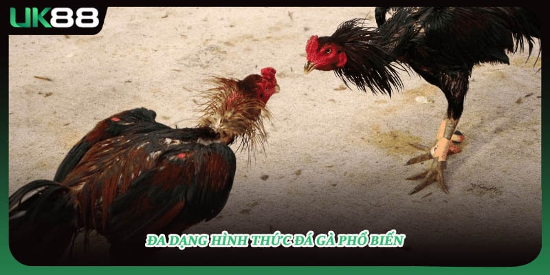 Đa dạng hình thức đá gà phổ biến