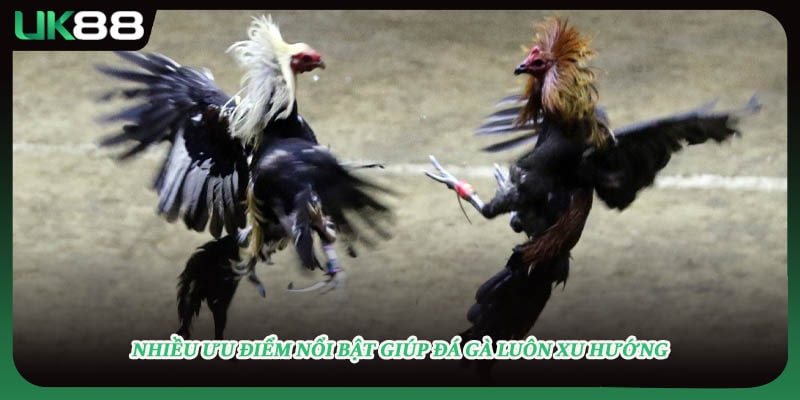 Nhiều ưu điểm nổi bật giúp đá gà luôn xu hướng