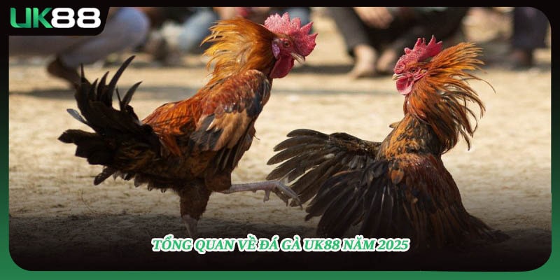 Tổng quan về đá gà UK88 năm 2025