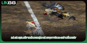 Đá Gà Cựa Sắt Trải Nghiệm Cá Cược Với 24 Giờ Mỗi Ngày