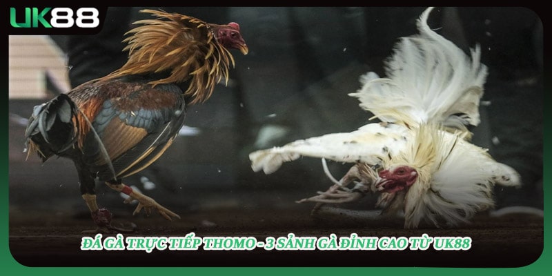 Đá Gà Trực Tiếp Thomo - 3 Sảnh Gà Đỉnh Cao Từ UK88