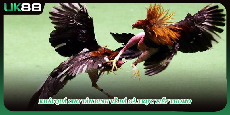 Khái quá cho tân binh về đá gà trực tiếp Thomo