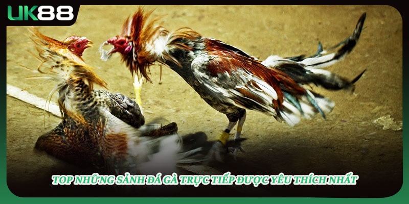 Top những sảnh đá gà trực tiếp được yêu thích nhất